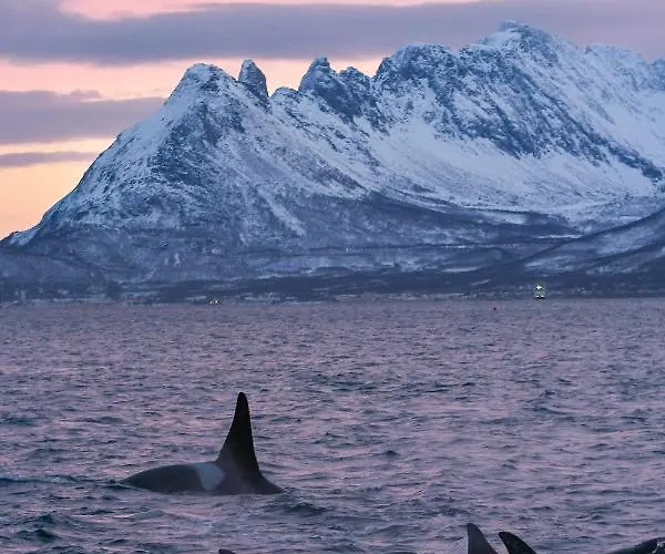 Saana Vandrarhem Kilpisjärvi